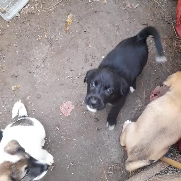 واگذاری توله‌های  گلدن،شکاری|سگ|رودسر, |دیوار