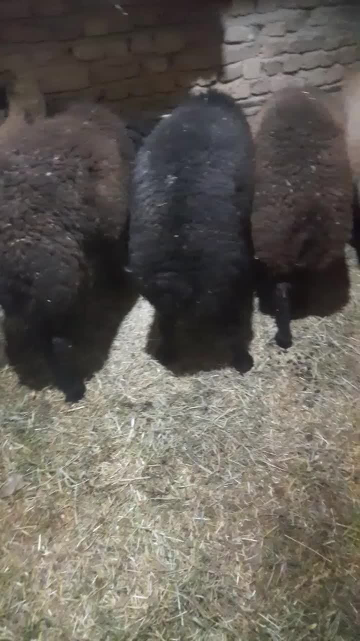 بره نر|حیوانات مزرعه|پیشوا, |دیوار