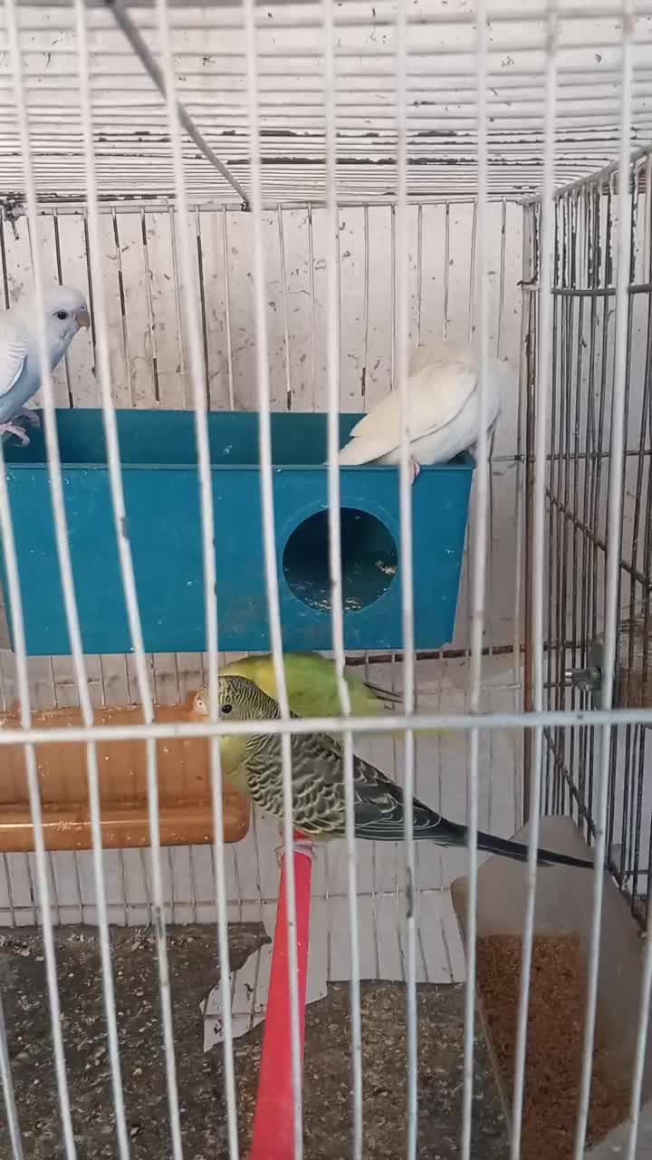 مرغ عشق خوش رنگ|پرنده|مشهد, هفده شهریور|دیوار