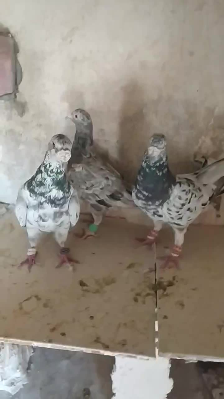 کبوتر سار سرور|پرنده|چناران, |دیوار