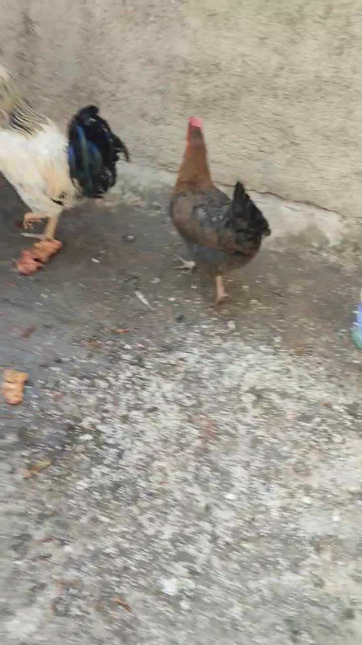 مرغ وخروس|حیوانات مزرعه|شهریار, رضی آباد بالا|دیوار