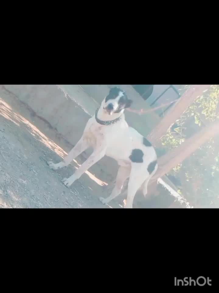 سگ نر|سگ|تربت جام, کشتارگاه|دیوار