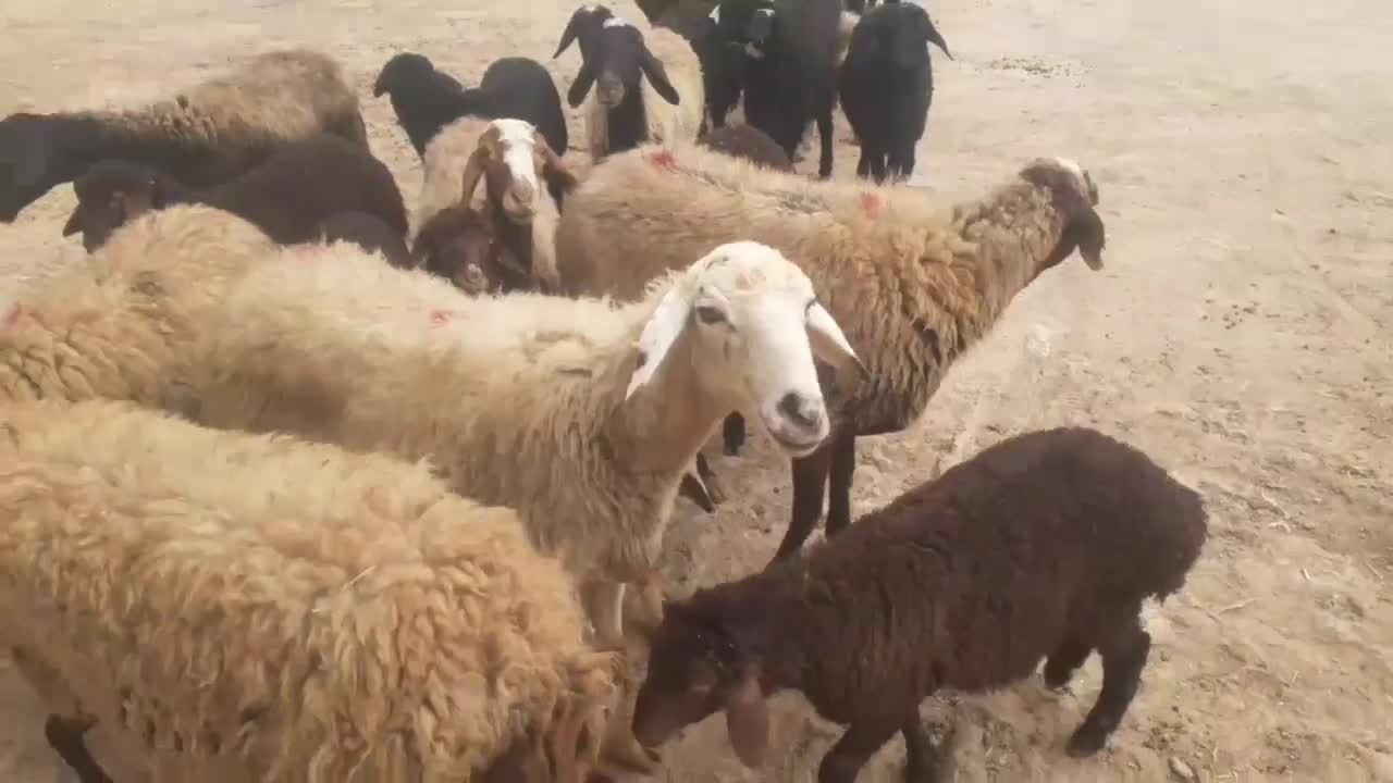 میش وبره|حیوانات مزرعه|اراک, |دیوار