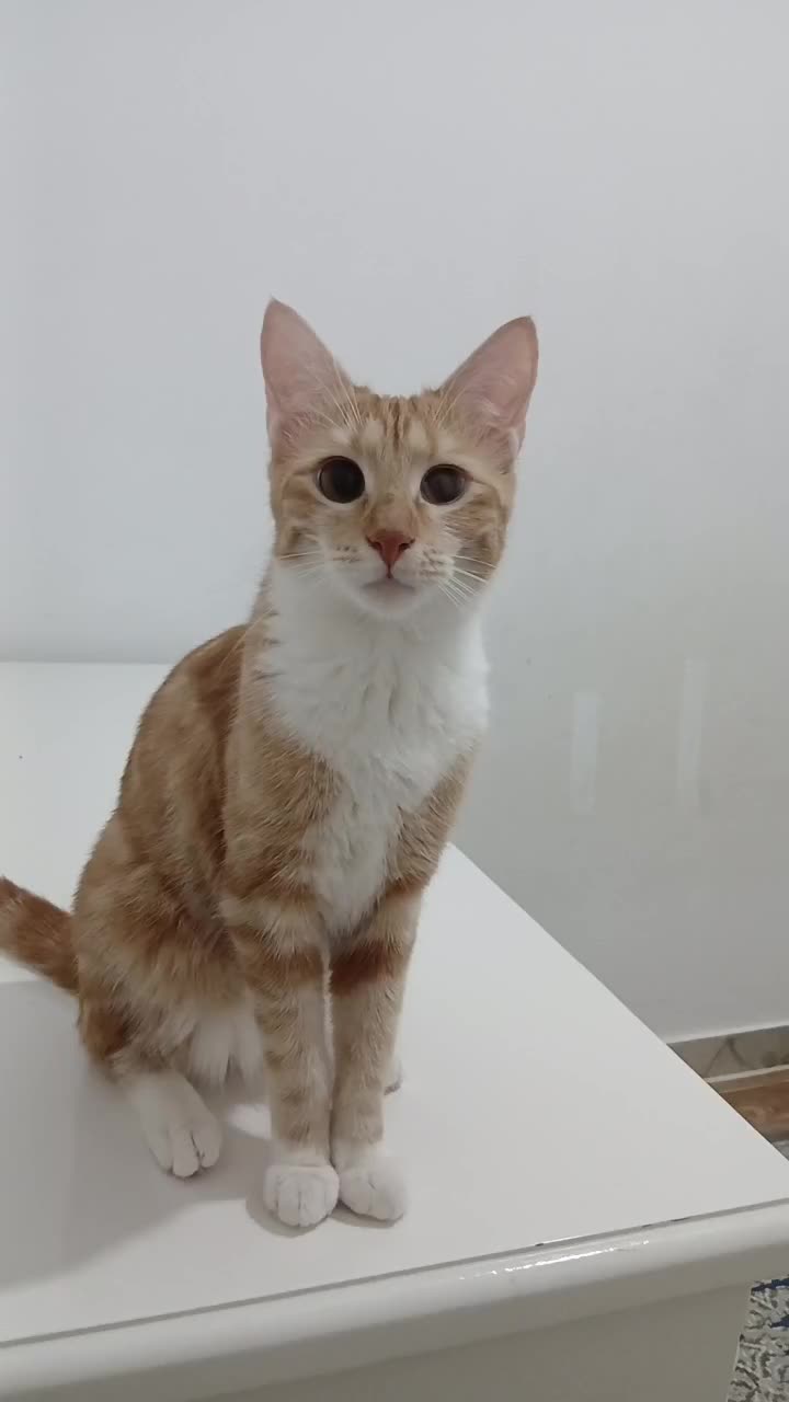 گربه|گربه|رشت, حمیدیان|دیوار