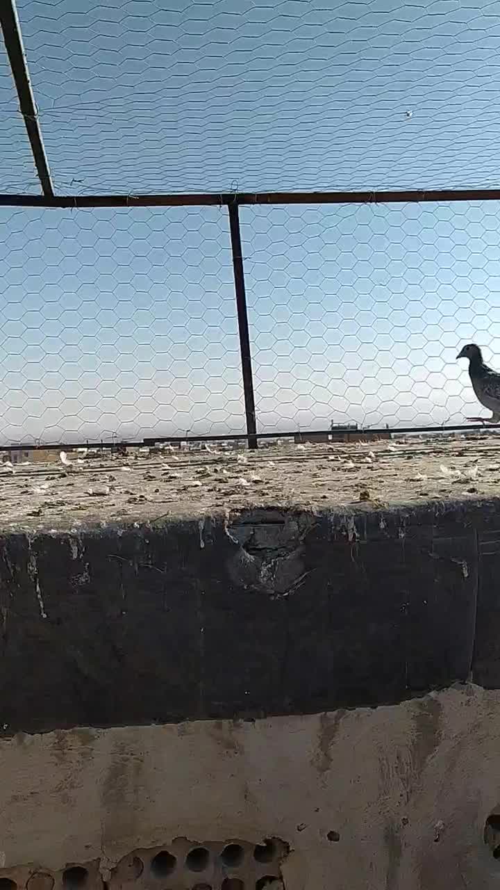 دسته کفتر پرشی همه جوون پرشی هم بو|پرنده|سبزوار, عارف|دیوار