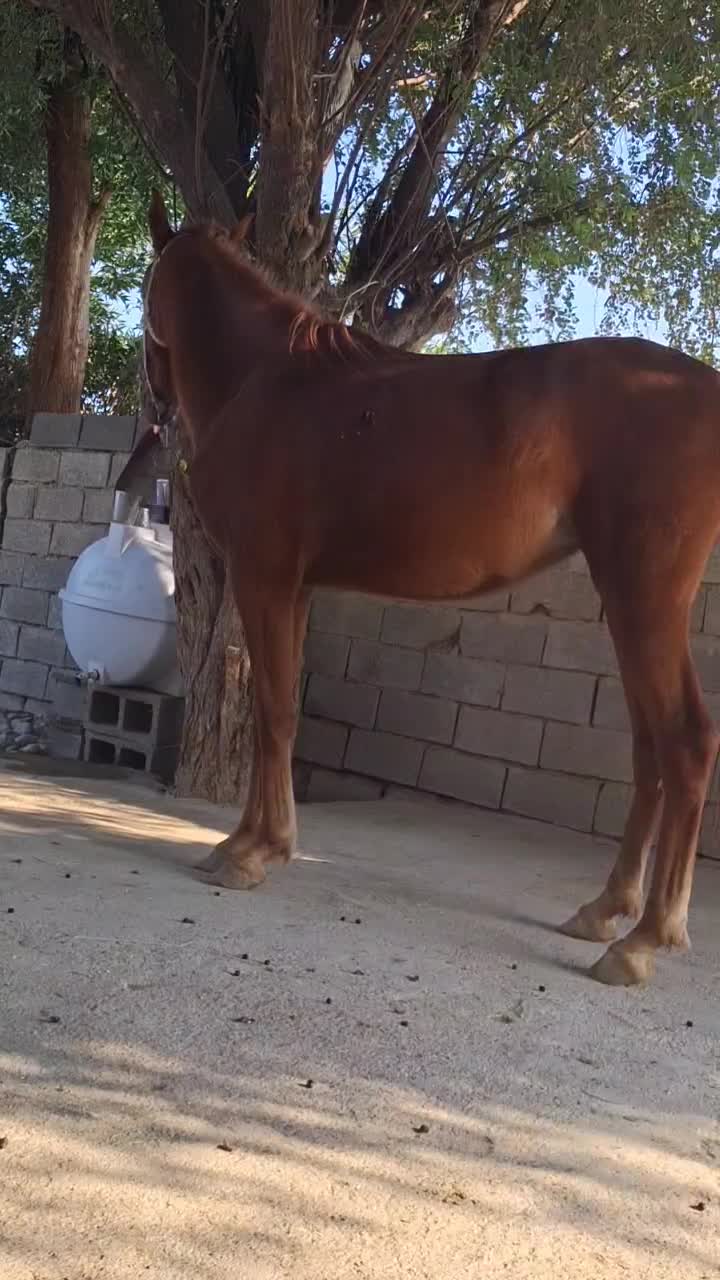 اسب|اسب و تجهیزات اسب‌سواری|رامهرمز, |دیوار