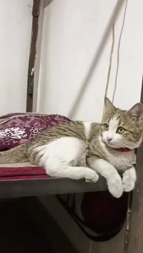 واگذاری گربه|گربه|تبریز, |دیوار