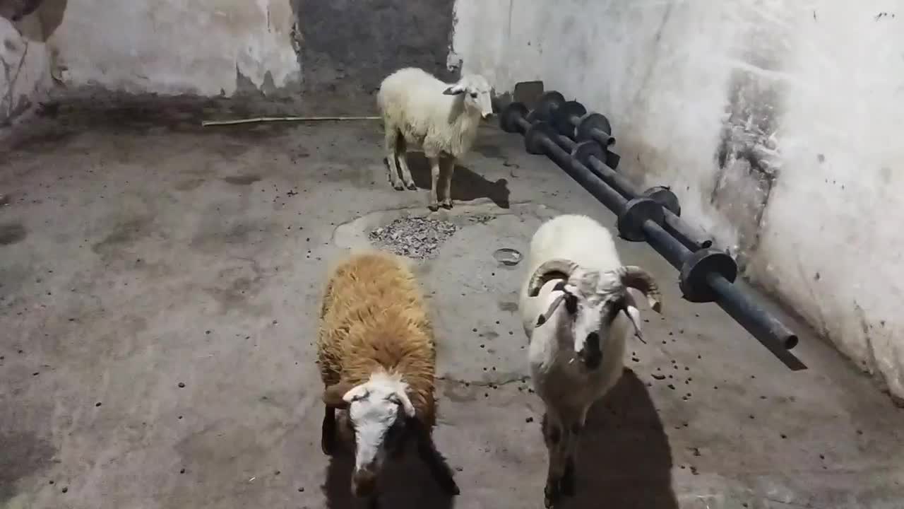 3عدد نر بره سالم سرحال ب شرط|حیوانات مزرعه|خان ببین, |دیوار