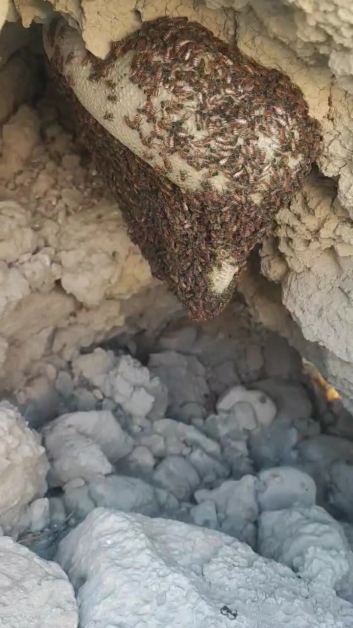 فروش عسل کوهی|خوردنی و آشامیدنی|فراشبند, |دیوار