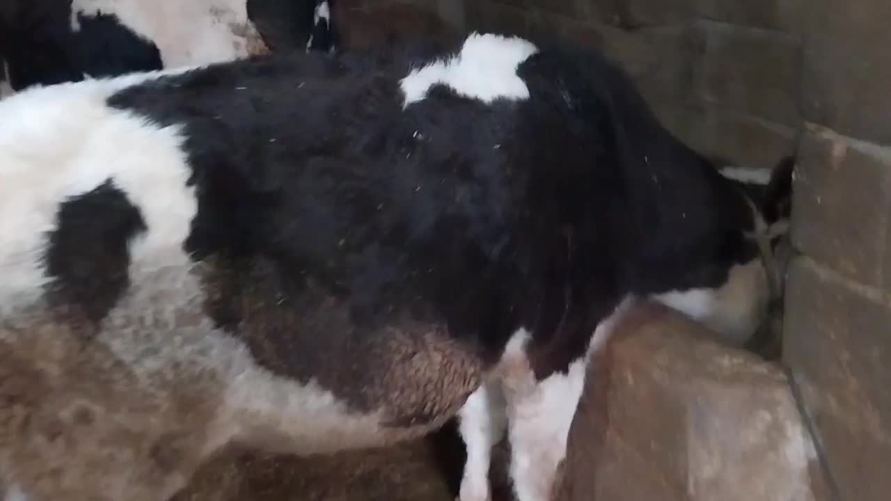 گوساله ماده سیمینتال|حیوانات مزرعه|بیلوار, |دیوار