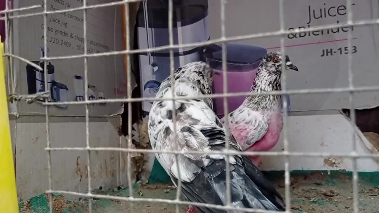 کبوتر اصیل ایرانی|پرنده|رشت, آتشگاه|دیوار