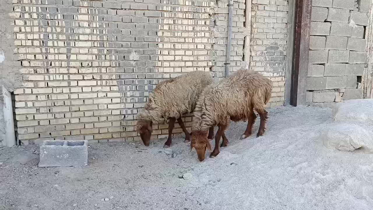 دو راس گوسفند ماده باردار|حیوانات مزرعه|بندر ماهشهر, |دیوار