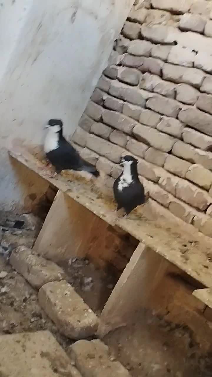 کرواتی کاکلی تمیز|پرنده|تربت‌حیدریه, قائم|دیوار