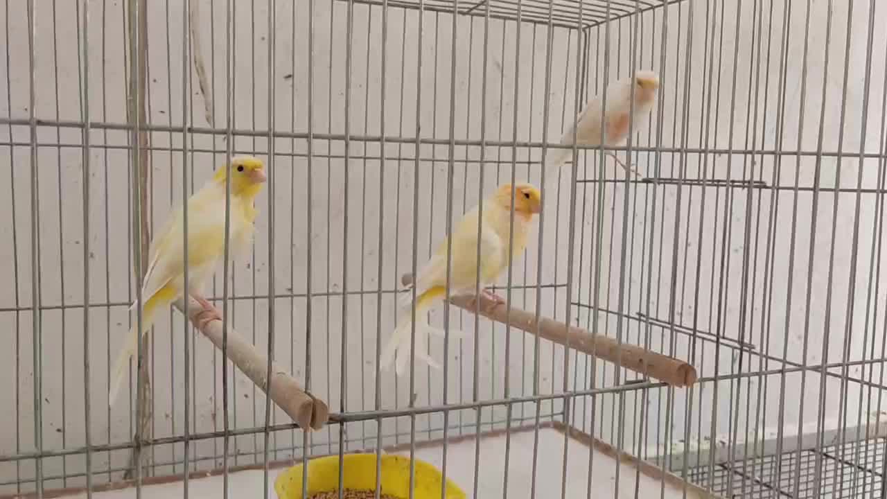قناری|پرنده|قم, تکیه آقا سید حسنی|دیوار