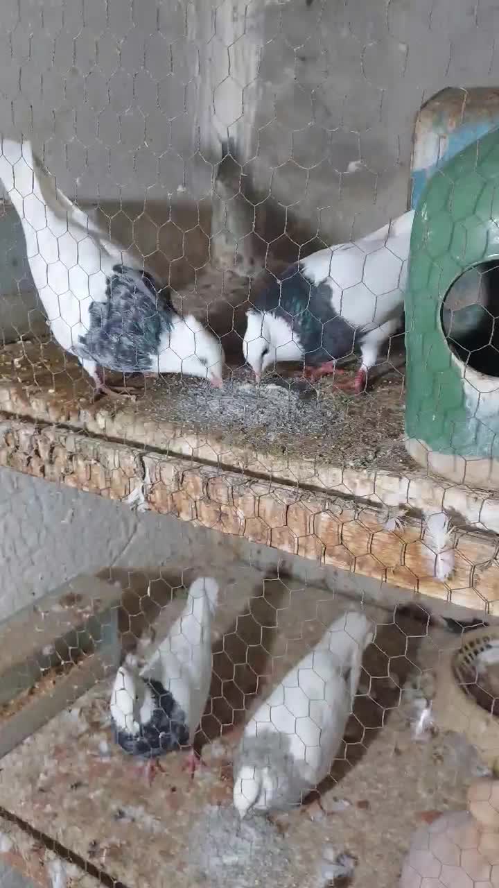 کبوتر،صدف خورد شده ،دانه|پرنده|شیراز, فخرآباد (دروازه کازرون)|دیوار