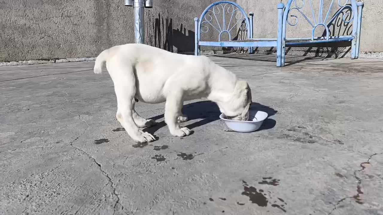 سگ آلابای|سگ|ماهان, |دیوار