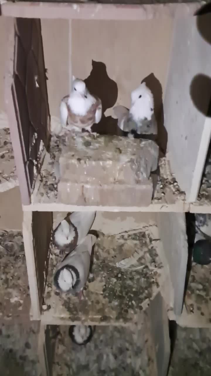 ۲۰ عدد کبوتر ۸ عدد کله دار ۱۲ عدد طوقی|پرنده|قروه, |دیوار