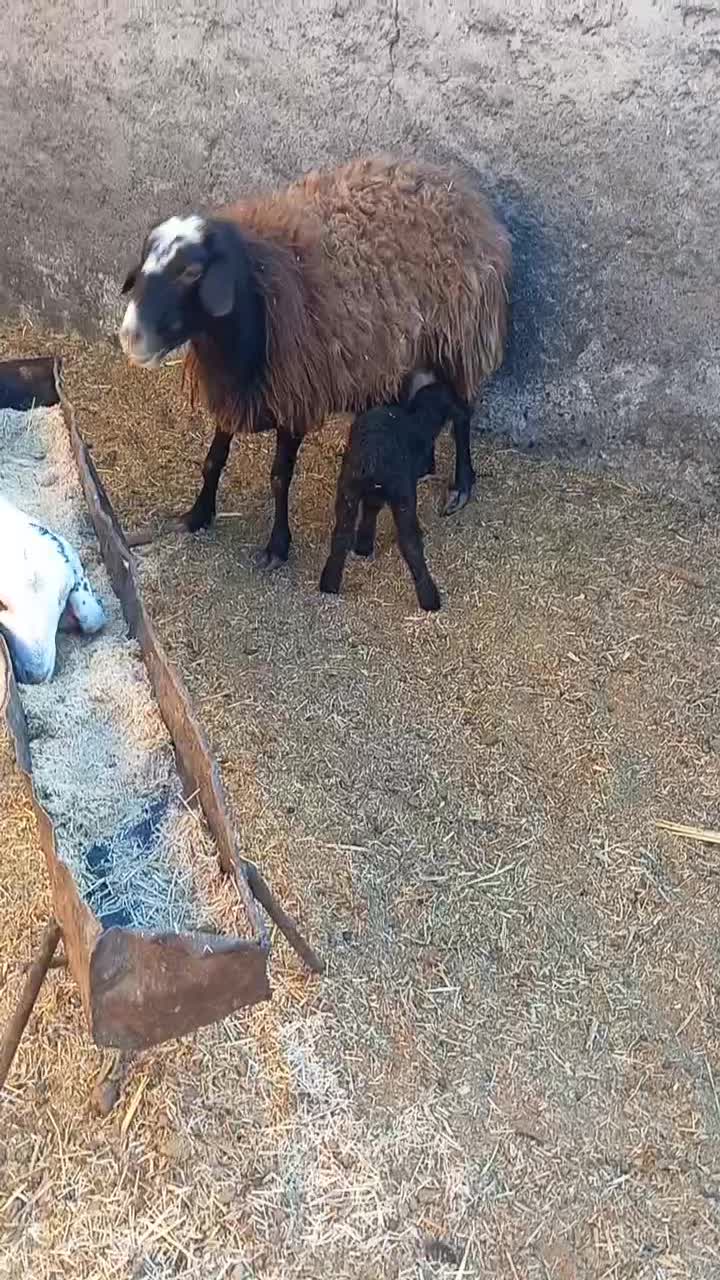 گوسفند|حیوانات مزرعه|نیشابور, ناسیونال|دیوار