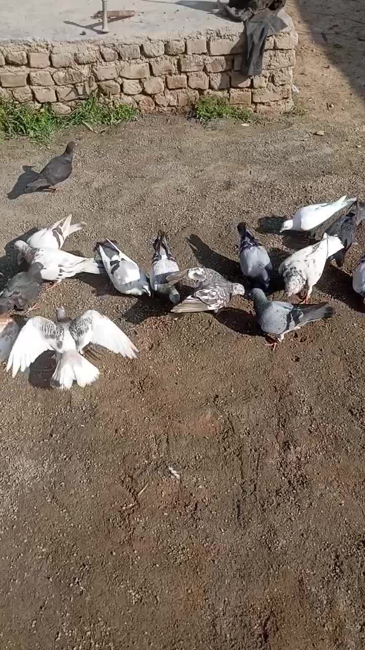 کفتر|پرنده|مشهد, سازمان آب|دیوار