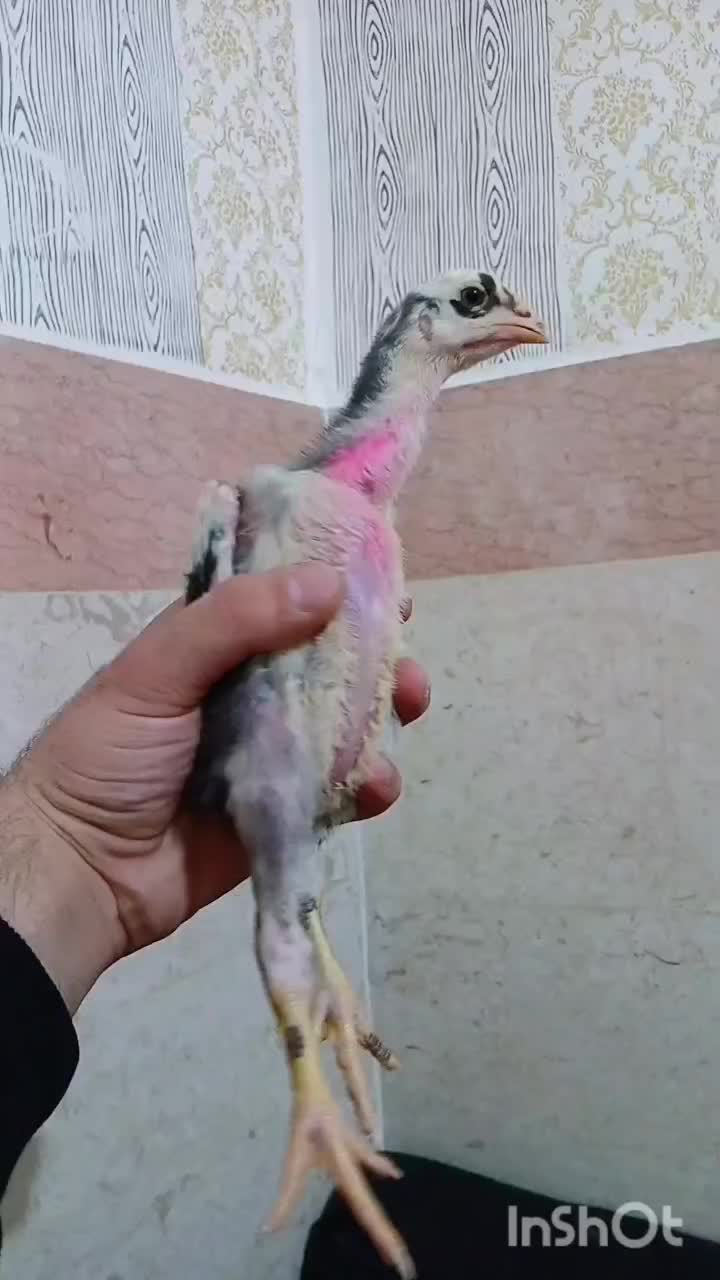 دوعدد جوجه لاری ترک ااصالت دار|حیوانات مزرعه|تهران, جوادیه|دیوار