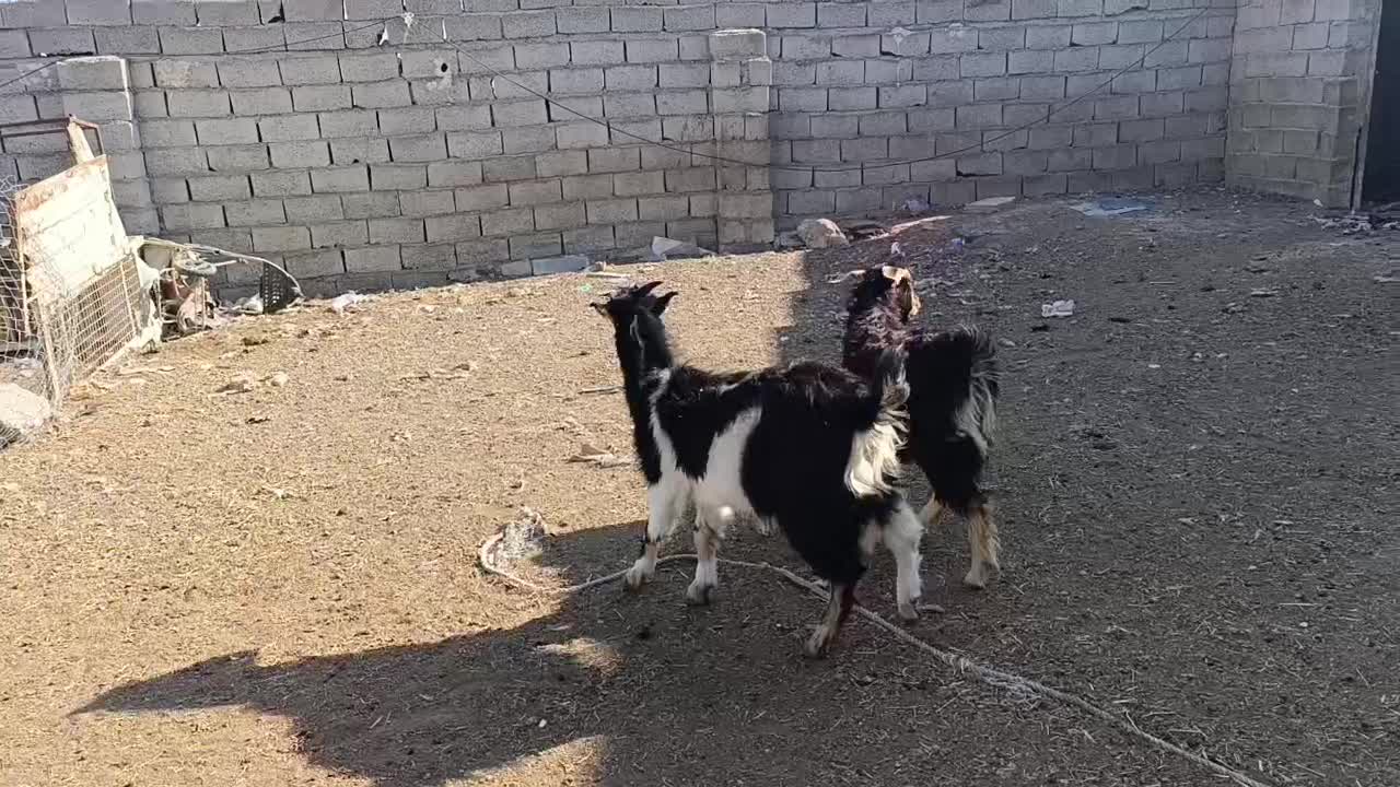 حیوانات مزرعه|حیوانات مزرعه|اردبیل, |دیوار