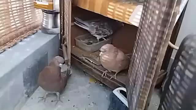 کبوتر نر|پرنده|پردیس, فاز ۲|دیوار