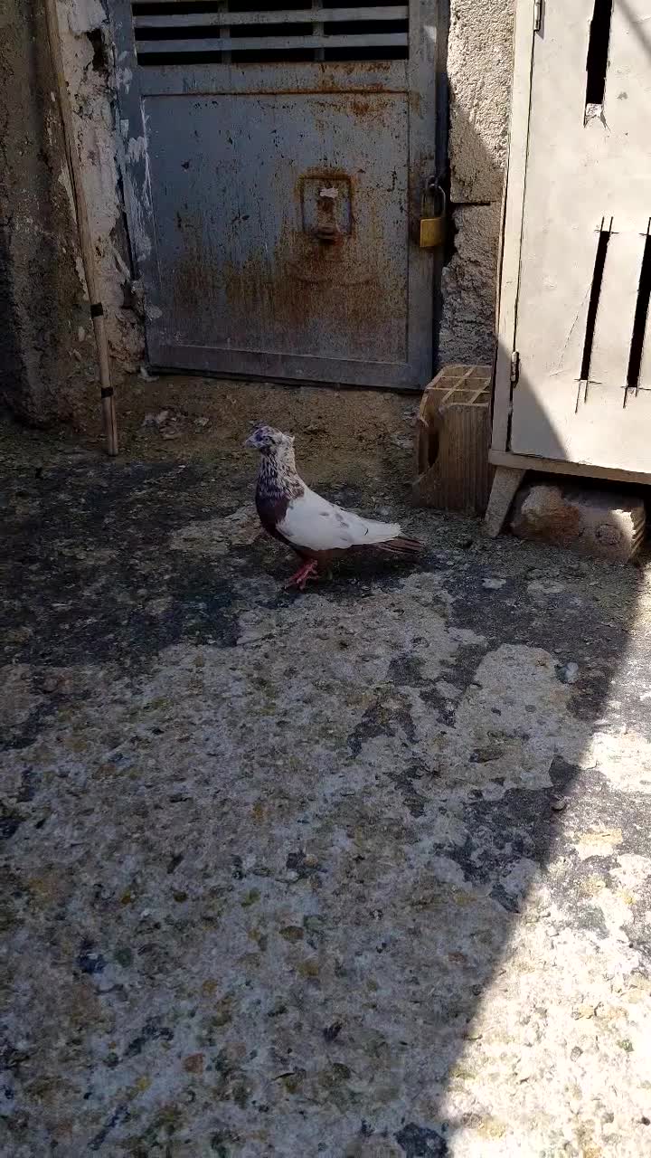 کفتر|پرنده|شیراز, کوشک میدان|دیوار