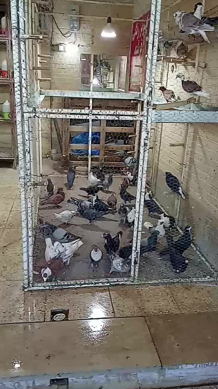 بارجدیدرسید|پرنده|اردکان, |دیوار