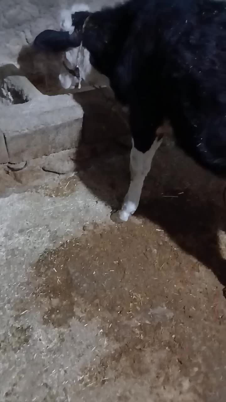 گوساله نر سیمینتال اصیل نابینا هست|حیوانات مزرعه|شباب, |دیوار