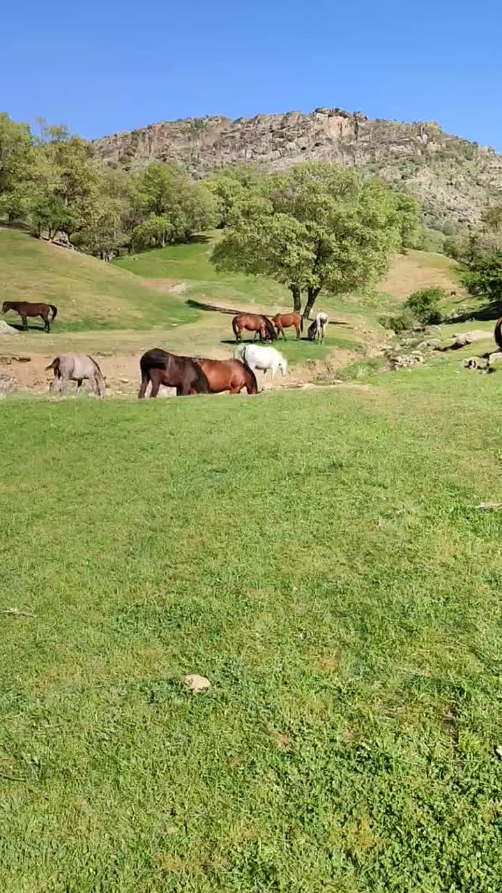 اسب مادیان|اسب و تجهیزات اسبسواری|خرمآباد, |دیوار