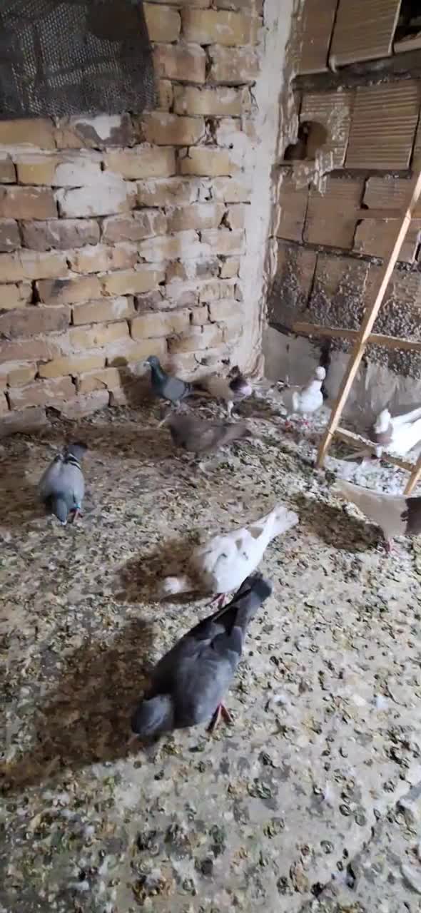 کبوتر|پرنده|اقبالیه, |دیوار