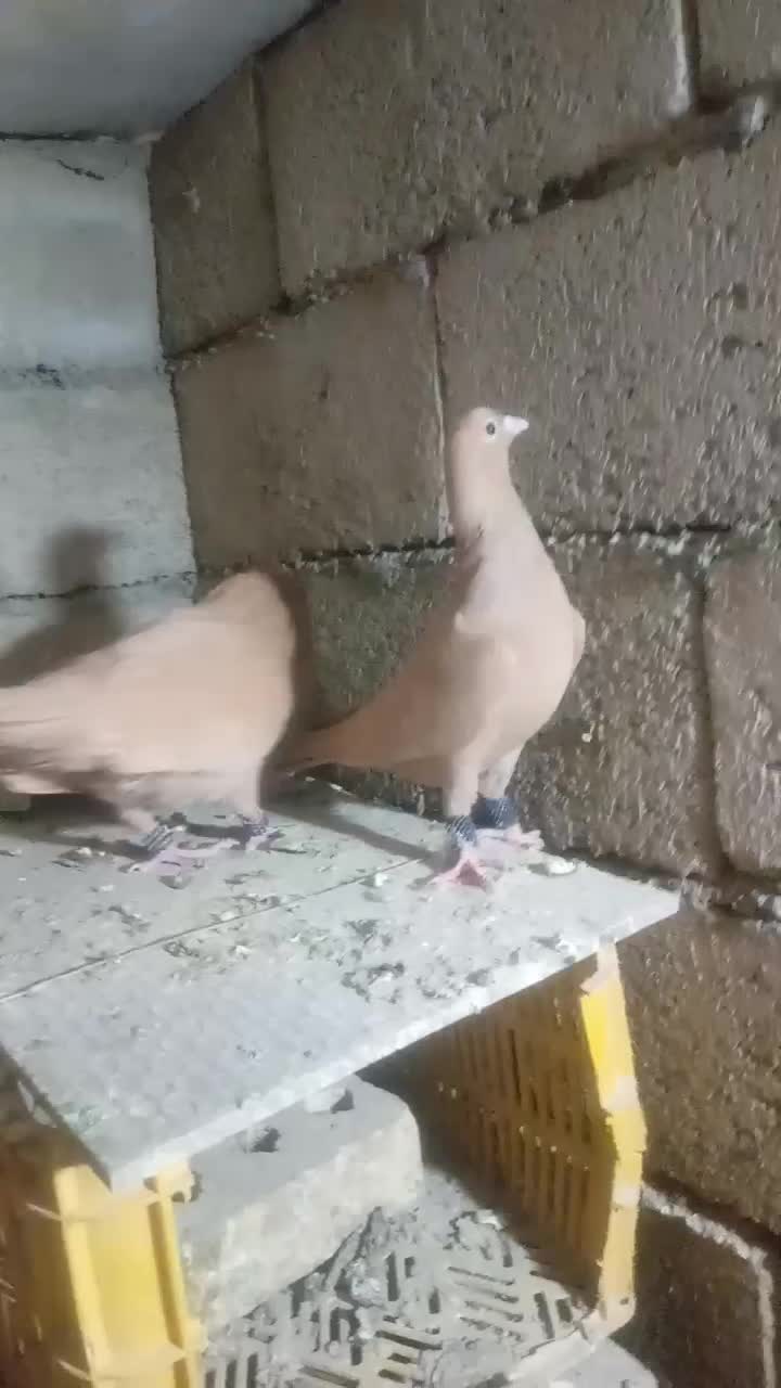 نرو ماده زرد کرمونی|پرنده|سلیمان, |دیوار