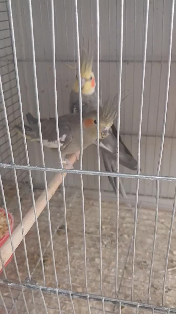 جفت عروس هلندی خاکستری|پرنده|بم, |دیوار