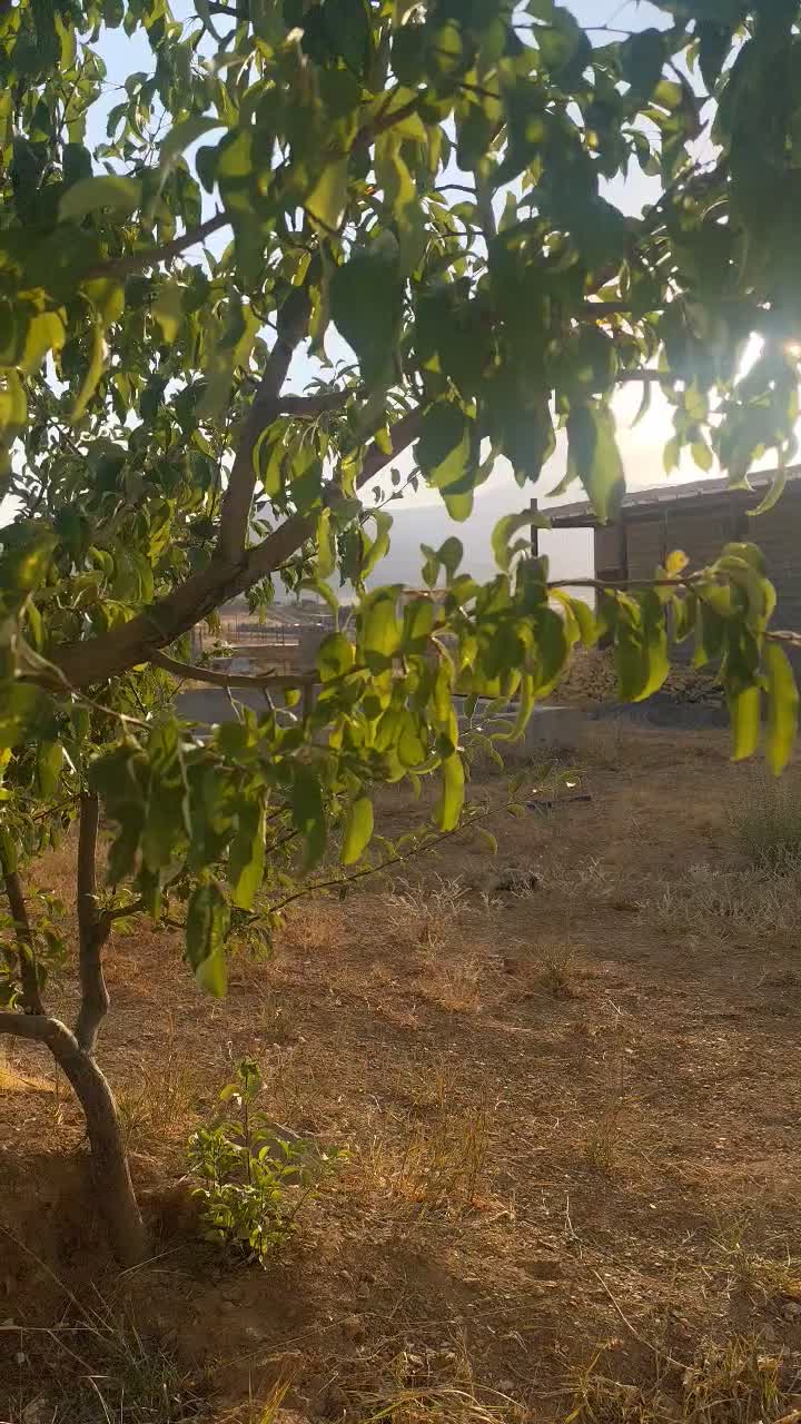 فروش باغ و مزرعه گل محمدی|فروش دفتر صنعتی، کشاورزی، تجاری|شازند, |دیوار