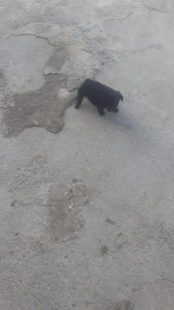 فروش سگ|سگ|مزرعه کتول, |دیوار