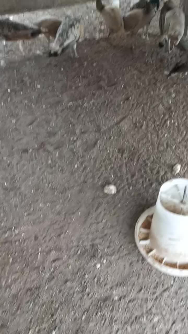 فروش جوجه طاووس|پرنده|آستانه اشرفیه, |دیوار