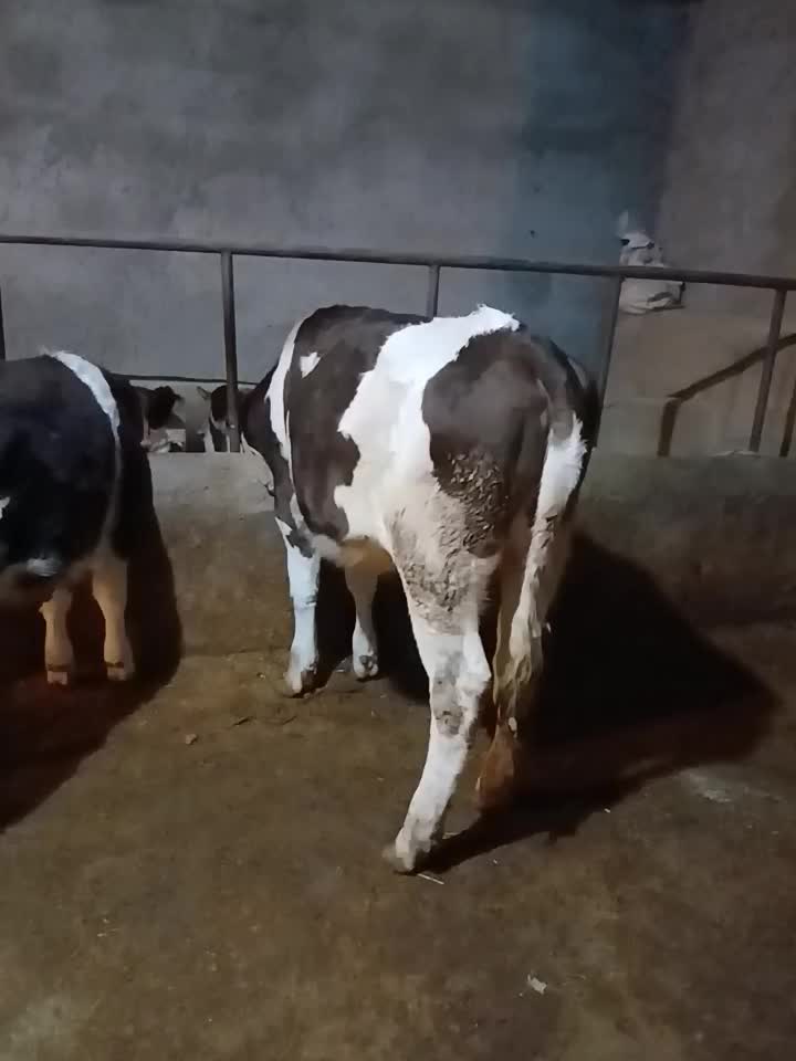 دو راس گوساله ماده سیمینتال اصل.گاو|حیوانات مزرعه|اراک, |دیوار