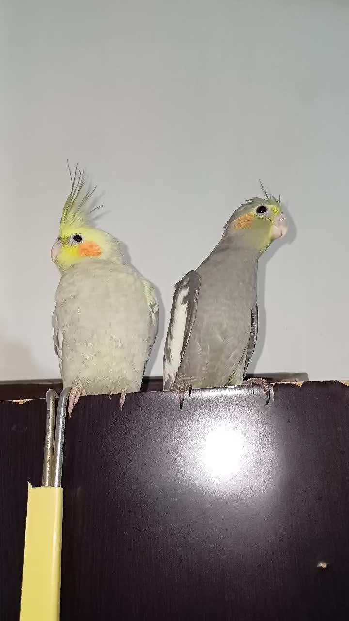 جوجه عروس.نروماده.۳ماهه فول رام و دستی.|پرنده|لاهیجان, لیالستان|دیوار