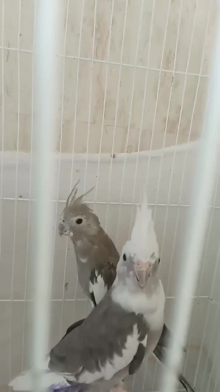 یک جفت عروس البینو مولد سالم سالم|پرنده|تبریز, |دیوار