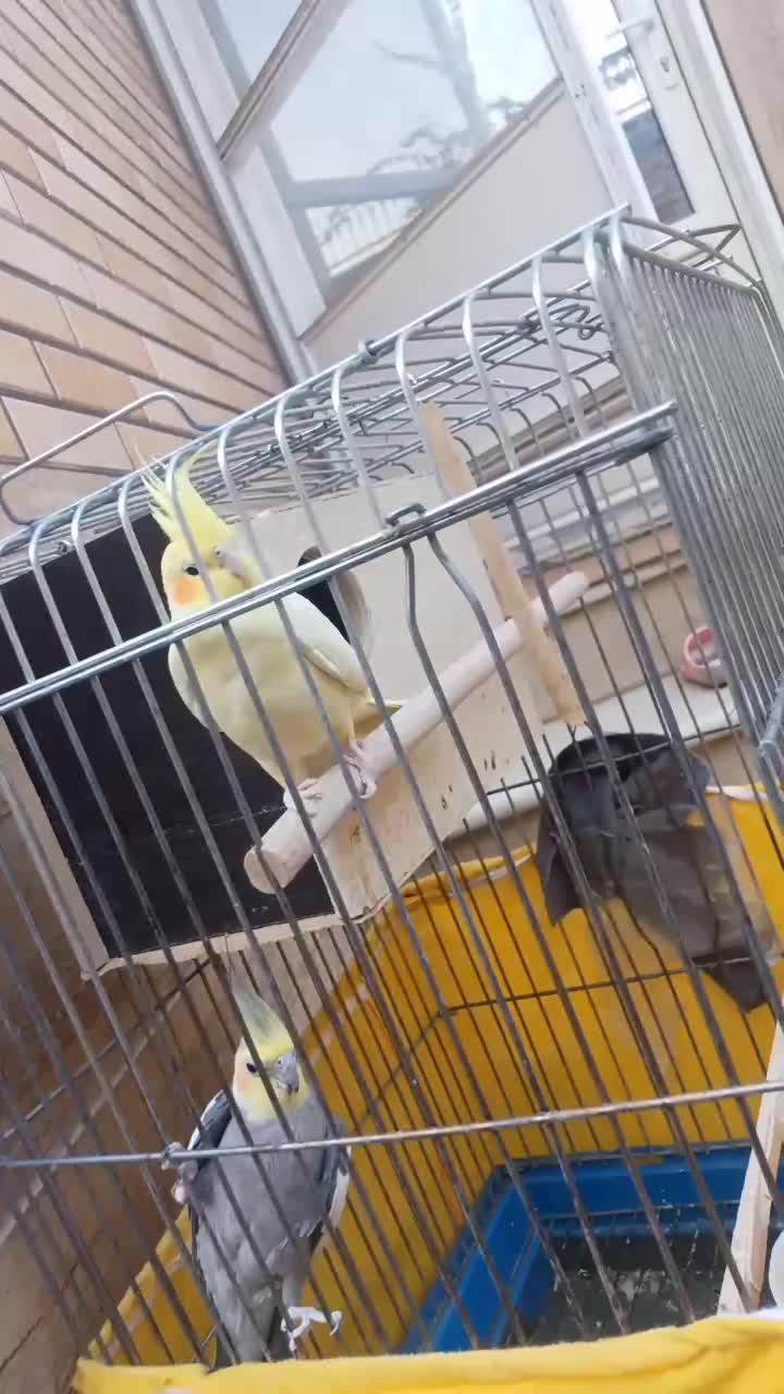 فروش دوعدد عروس|پرنده|قمصر, |دیوار