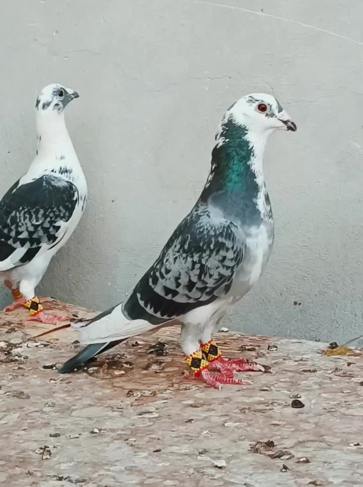 نروماده ابلغ|پرنده|داراب, |دیوار