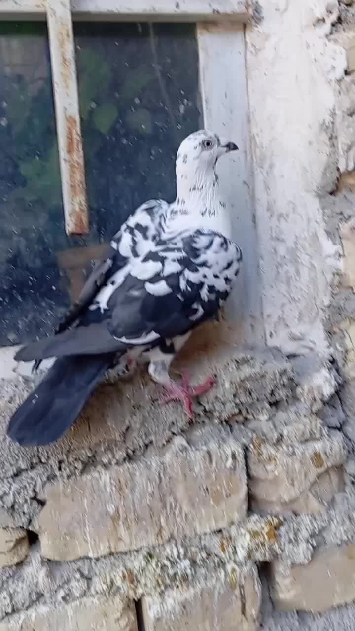 ماده سیاه|پرنده|داراب, |دیوار