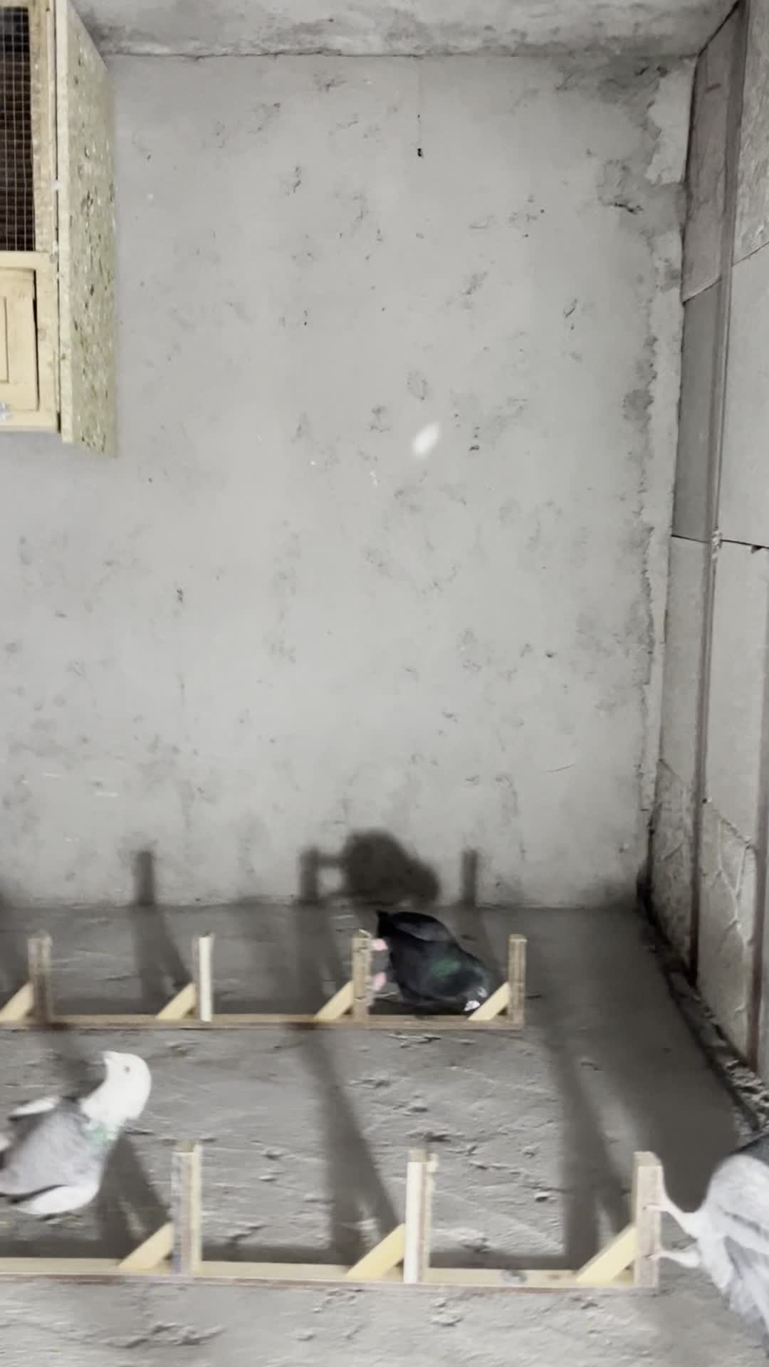 زاغ و سار دس پر سیاه آلمانی|پرنده|مشهد, امیریه|دیوار