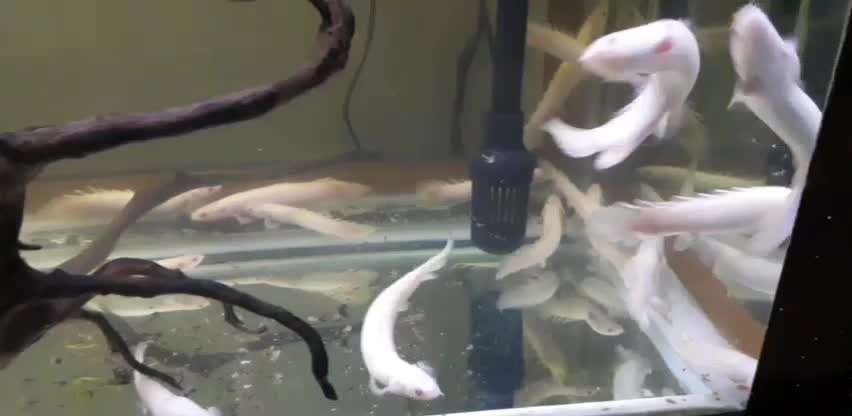 پلی سنگالی البینو به قیمت عمده|ماهی|فردیس, فردیس|دیوار