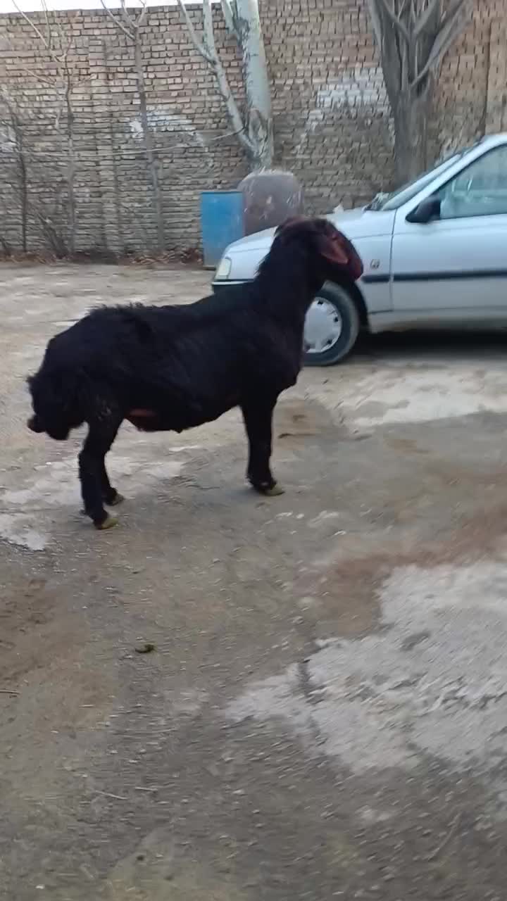 قوچ قزل افشار|حیوانات مزرعه|لالجین, |دیوار