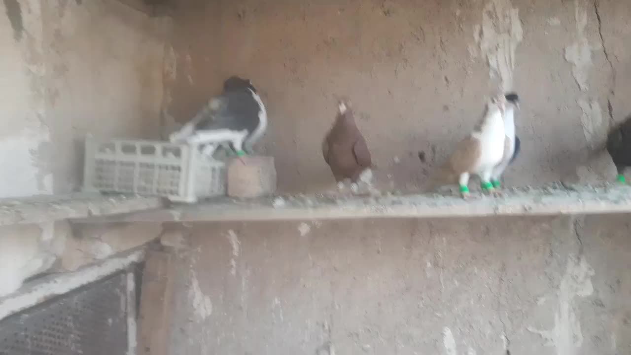 کفتر شهری و تور دستی|پرنده|شیراز, نیستان|دیوار
