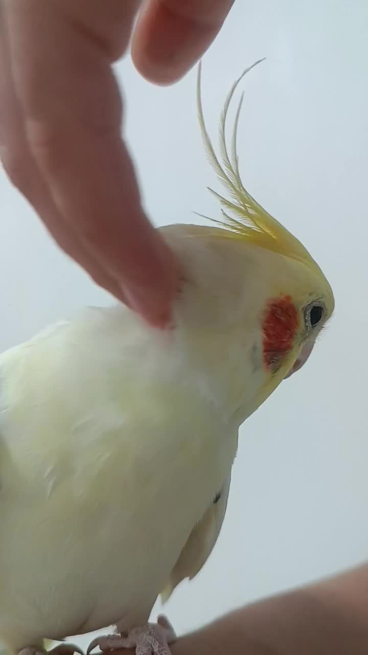 عروس هلندی تاج پرنسسی|پرنده|قائم‌شهر, |دیوار