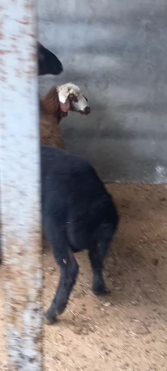 گوسفند نربره|حیوانات مزرعه|آق قلا, |دیوار