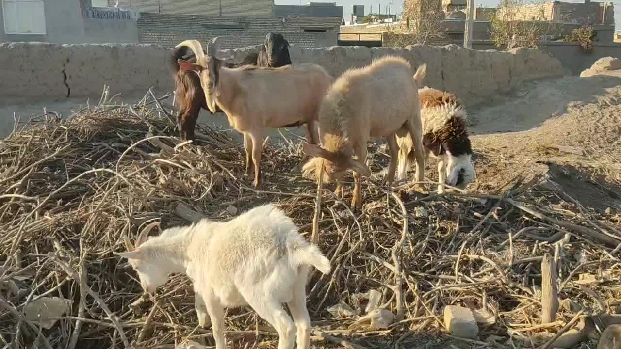 نر بز سانن پاکستانی و الپاین|حیوانات مزرعه|فریمان, |دیوار