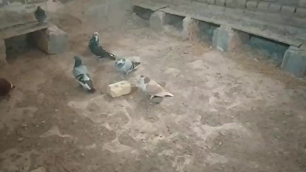 کفتر رنگه|پرنده|معصومیه, |دیوار